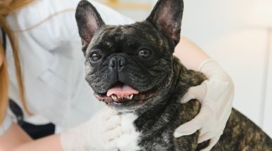 ветеринария в Израиле